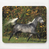 Araber-Laufen: Herbst Mousepad (Vorne)