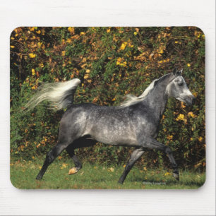 Araber-Laufen: Herbst Mousepad