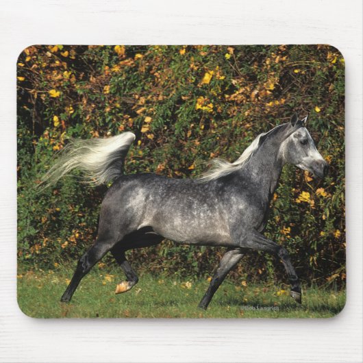 Araber-Laufen: Herbst Mousepad (Vorne)