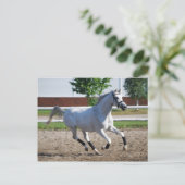 Arabian 1 postkarte (Stehend Vorderseite)