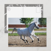 Arabian 1 postkarte (Vorne/Hinten)