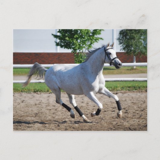 Arabian 1 postkarte (Vorderseite)