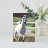 Arabian 2 postkarte (Stehend Vorderseite)