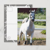 Arabian 2 postkarte (Vorne/Hinten)