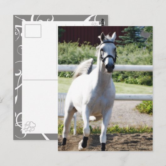 Arabian 2 postkarte (Vorne/Hinten)