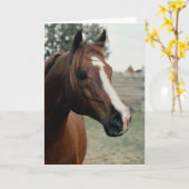 Arabian auf Weide Karte (Gelbe Blume)