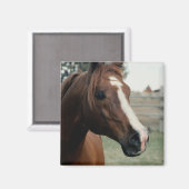 Arabian auf Weide Magnet (Vorderseite/Rückseite)