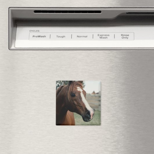 Arabian auf Weide Magnet (In Situ (Geschirrspüler))