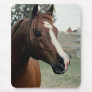 Arabian auf Weide Mousepad