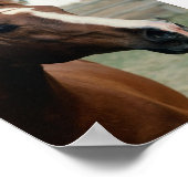 Arabian auf Weide Poster (Ecke)