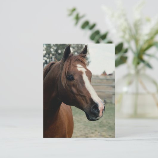 Arabian auf Weide Postkarte (Stehend Vorderseite)