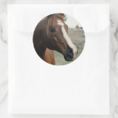 Arabian auf Weide Runder Aufkleber (Tasche)