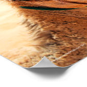 Arabian Dromedary Camel Poster (Ecke)