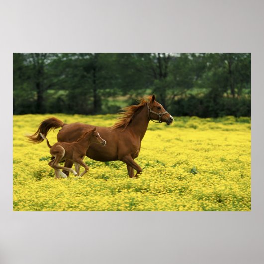Arabian foal and mare running through poster (Vorne)