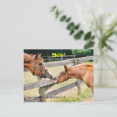 Arabian Foal Hello Postcard Postkarte (Stehend Vorderseite)