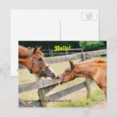 Arabian Foal Hello Postcard Postkarte (Vorne/Hinten)