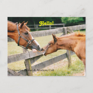 Arabian Foal Hello Postcard Postkarte