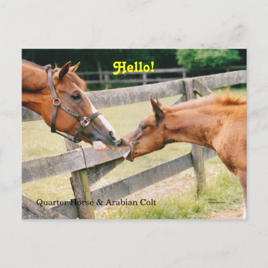 Arabian Foal Hello Postcard Postkarte (Vorderseite)