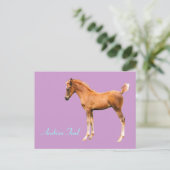 Arabian Foal Postcard Postkarte (Stehend Vorderseite)