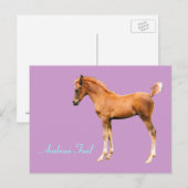 Arabian Foal Postcard Postkarte (Vorne/Hinten)