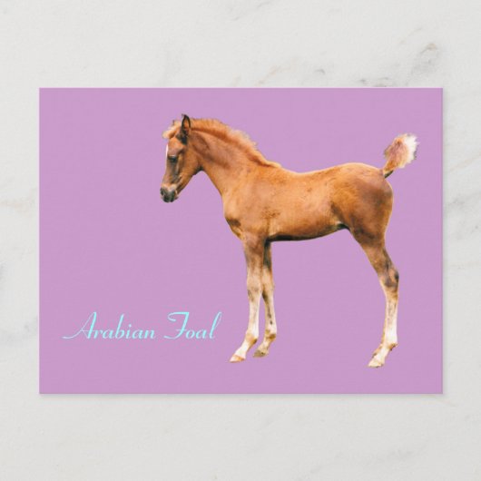 Arabian Foal Postcard Postkarte (Vorderseite)