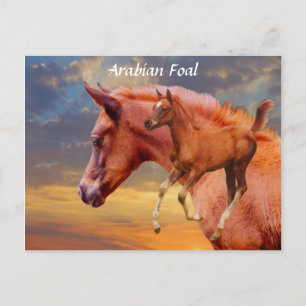 Arabian Foal Sunset Postcard Postkarte