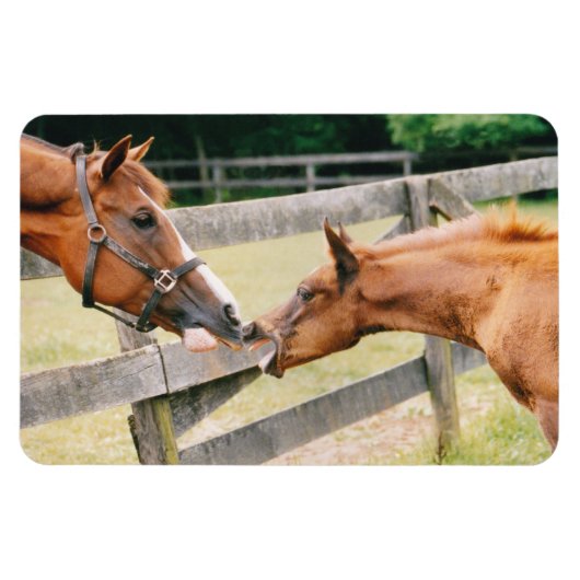 Arabian Fohlen Quarter Horse Mare Flexi Magnet (Horizontal)