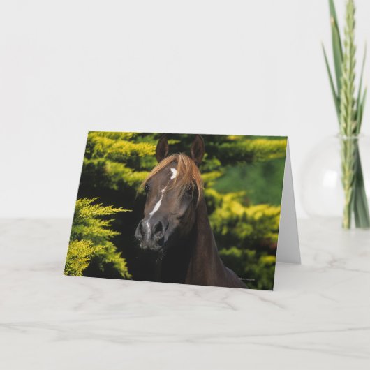 Arabian-Hallion Karte (Vorderseite)