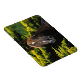 Arabian-Hallion Magnet (Rechte Seite)