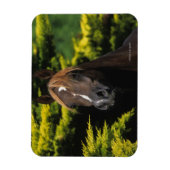 Arabian-Hallion Magnet (Vertikal)