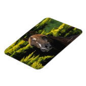 Arabian-Hallion Magnet (Linke Seite)