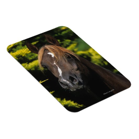 Arabian-Hallion Magnet (Rechte Seite)