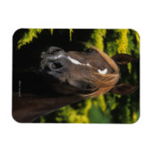 Arabian-Hallion Magnet (Horizontal)