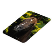 Arabian-Hallion Magnet (Linke Seite)