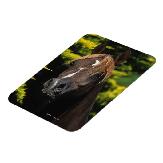 Arabian-Hallion Magnet (Linke Seite)