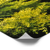 Arabian-Hallion Poster (Ecke)