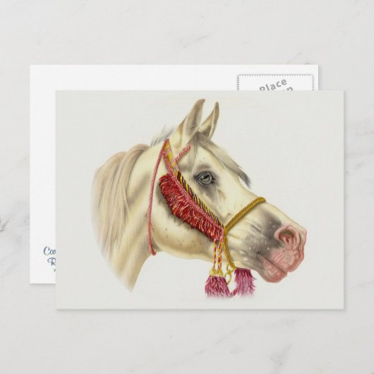 Arabian-Hallion Postkarte (Vorne/Hinten)