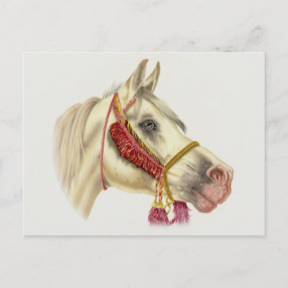 Arabian-Hallion Postkarte