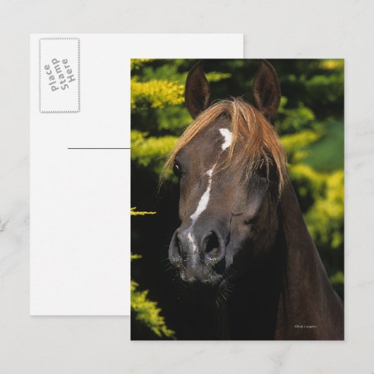 Arabian-Hallion Postkarte (Vorne/Hinten)