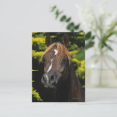 Arabian-Hallion Postkarte (Stehend Vorderseite)