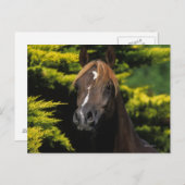 Arabian-Hallion Postkarte (Vorne/Hinten)