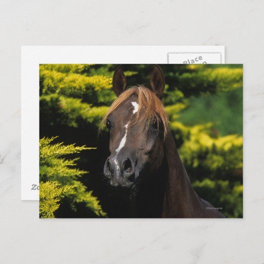 Arabian-Hallion Postkarte (Vorne/Hinten)