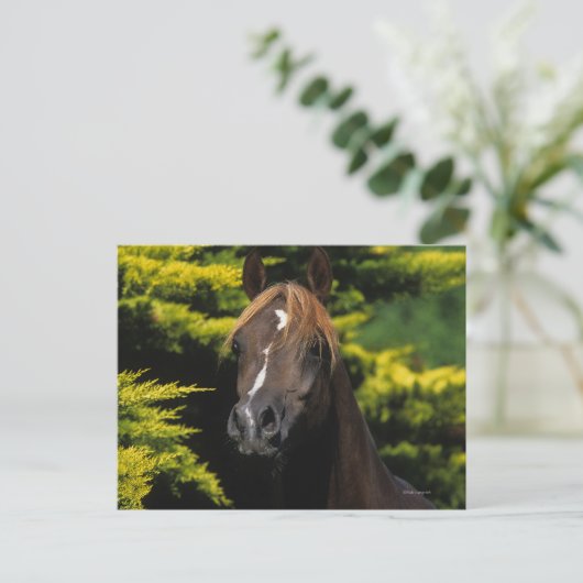 Arabian-Hallion Postkarte (Stehend Vorderseite)