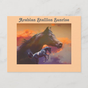 Arabian Hallion Sunrise Postcard Postkarte