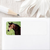 Arabian Horse Foal (Insitu)