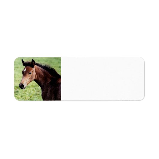Arabian Horse Foal (Vorne)