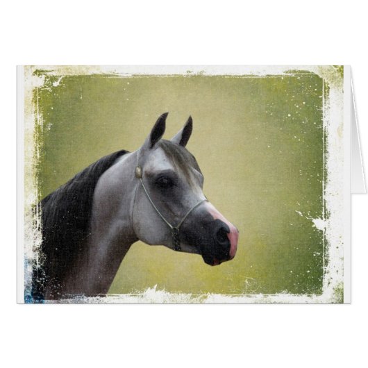 Arabian Horse Grunge (Vorderseite (Horizontal))