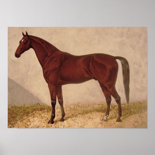 Arabian Horse Malposter Poster (Vorne)