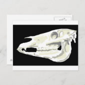 Arabian Horse Skull Postcard Postkarte (Vorne/Hinten)