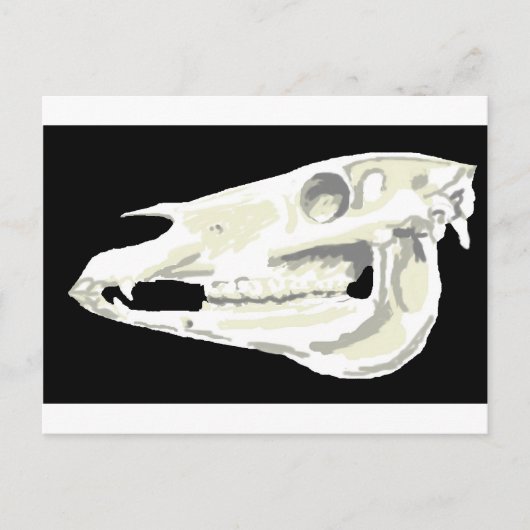 Arabian Horse Skull Postcard Postkarte (Vorderseite)